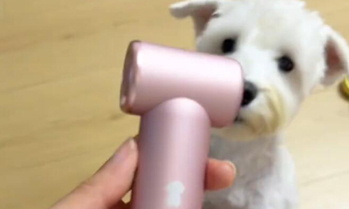 吹狗狗嘴毛，有它超省心