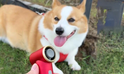 夏日宠物清凉护理神器，真的绝了