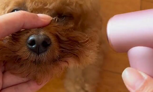 宠物日常护理必备实用神器，快来get它